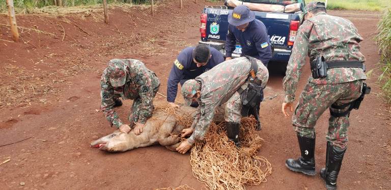 Polícia Militar Ambiental e Guarda Municipal de Dourados capturam anta de 250 kg em escola de futebol em bairro da cidade