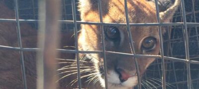 Polícia Militar Ambiental de Mundo Novo resgata onça-parda debilitada em fazenda no município de Iguatemi