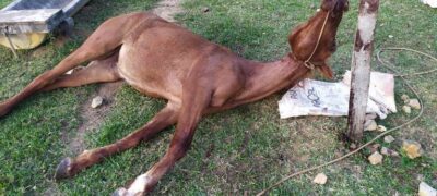Polícia Militar Ambiental de Bela Vista autua infratores em R$ 7,6 mil por exploração ilegal de madeira e maus-tratos a um cavalo