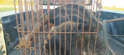 Polícia Militar Ambiental de Naviraí resgata tamanduás-bandeiras, sendo mãe doente com suspeitas de possível intoxicação por veneno