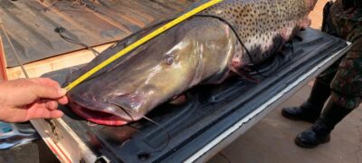 Ministério do Meio Ambiente inclui pintado em lista de peixes ameaçados de extinção; norma só deve ser aplicada em 180 dias