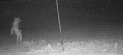 Lobisomem ou ET? Criatura estranha ronda cidade e autoridades não conseguem identificá-la