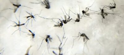 Homem de 55 anos com hipertensão é 15º a morrer por dengue em MS