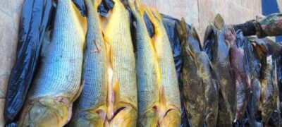 PMA de Águas do Miranda prende e autua pescador em R$ 6,3 mil por captura de dourados