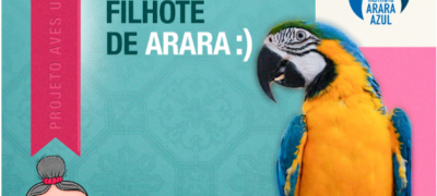 Adote um filhote de arara e deixe o céu mais bonito