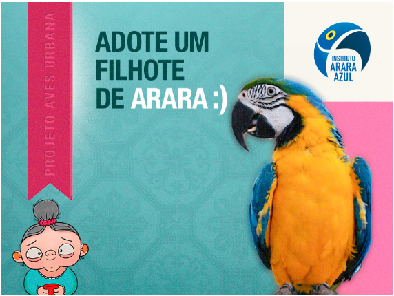 Adote um filhote de arara e deixe o céu mais bonito