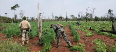 Polícia Federal destrói mais de 600 toneladas de maconha em Ponta Porã