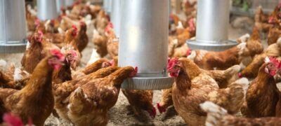 Brasil se consolida como maior exportador global na avicultura