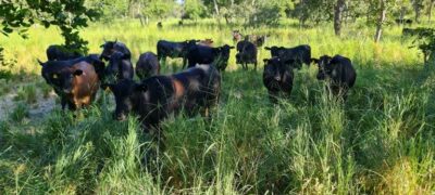 ABPO e Wetlands firmam acordo para promover indicação geográfica pantaneira