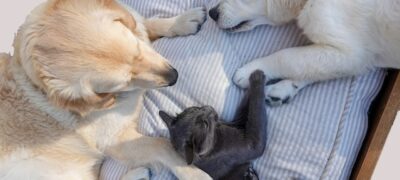Cães e gatos representam 140 milhões nas residências brasileiras  