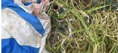 Corpo é encontrado em meio a restos bovinos na fronteira de MS