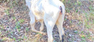 Polícia Militar Ambiental de Jardim e associação de proteção animal resgatam bezerro que não conseguia se locomover