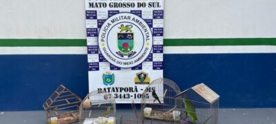 Polícia Militar Ambiental de Batayporã prende e autua infrator em R$ 12 mil por manter aves ilegalmente em cativeiro em Nova Andradina.