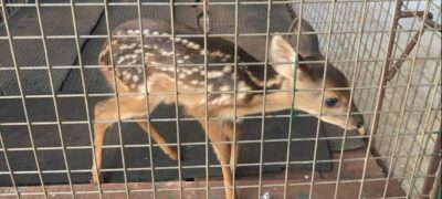 Polícia Militar Ambiental de Dourados resgata filhote de veado perdido em rua de Distrito no município Rio Brilhante
