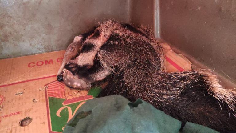 PMA resgata filhote de tamanduá-bandeira às margens de rodovia