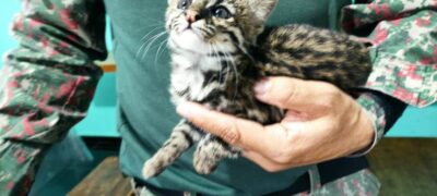 Gato-maracajá é resgatado e levado para Cras em Campo Grande