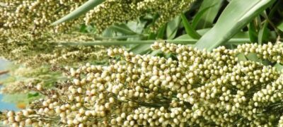 Dispara a produção de sorgo no Brasil