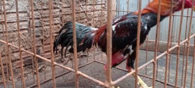 PMA  fecha criadouro de galos para rinha, autua infrator em R$ 28,5 mil por maus-tratos e apreendem 57 galos de rinha e gaiolas
