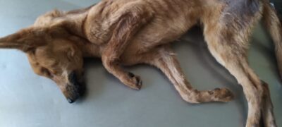 Polícia Militar Ambiental de Batayporã autua mulher de 34 anos por maus-tratos ao abandonar dois cães em uma casa