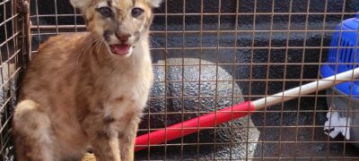 Polícia Militar Ambiental de Dourados captura filhote de onça-parda em canavial depois de abandonado pela mãe durante a colheita da cana