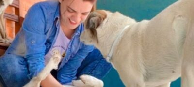 Adoce a vida de um pet: Projeto beneficia cães e gatos vítimas de maus tratos