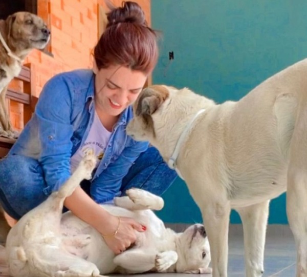 Adoce a vida de um pet: Projeto beneficia cães e gatos vítimas de maus tratos