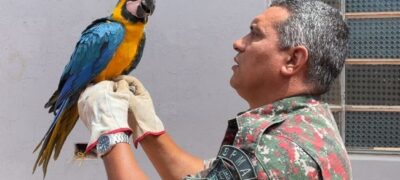 PMA de Aparecida do Taboado  captura arara no centro que possivelmente que escapou cativeiro