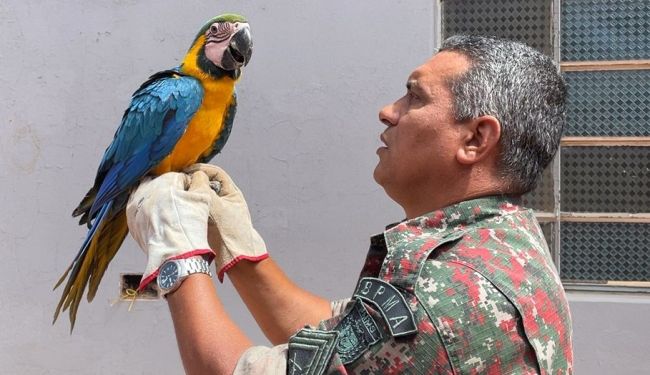 PMA de Aparecida do Taboado  captura arara no centro que possivelmente que escapou cativeiro