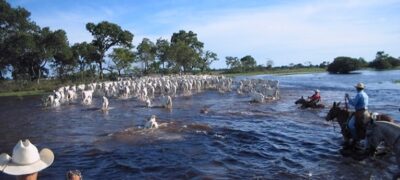 Diálogos Pantanal + Sustentável apresenta cases de sucesso no bioma 