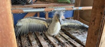 Polícia Militar Ambiental de Batayporã recolhe filhote de garça-real abandonado pelos pais depois de cair do ninho