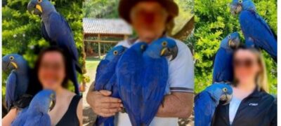 Empresário é multado em R$ 105 mil por usar araras em atrativo de Bonito