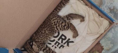 Polícia Militar Ambiental de Bela Vista resgata filhote de jaguatirica abandonado pela mãe à margem de rodovia