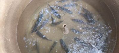 PMA de Batayporã prende em flagrante e autua em R$ 1 mil pescador por pescar durante a piracema
