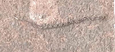 Polícia Militar Ambiental de Jardim captura filhote de serpente peçonhenta em residência