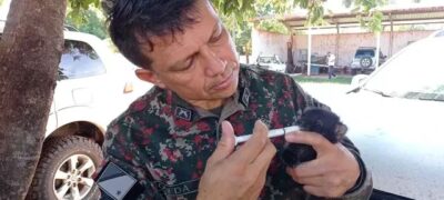 Jardim: Lobinho é resgatado após mãe morrer atropelada