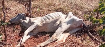 Multas expedidas por maus-tratos a animais dobra em 1 ano em MS e chega a R$ 1,2 milhão