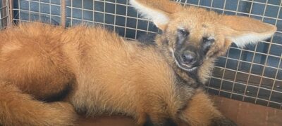 Polícia Militar Ambiental de Dourados socorre lobo-guará ferido à margem de rodovia depois de atropelamento