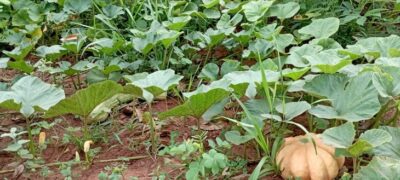 Com apoio do Governo do Estado, indígenas semeiam 12 hectares em aldeia de Brasilândia