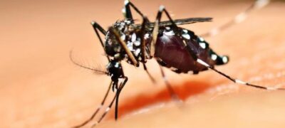 Para evitar aumento dos casos de dengue o foco é reforçar cuidados e prevenção, dizem autoridades