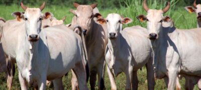 Mato Grosso do Sul está fora de risco para o mal da vaca louca