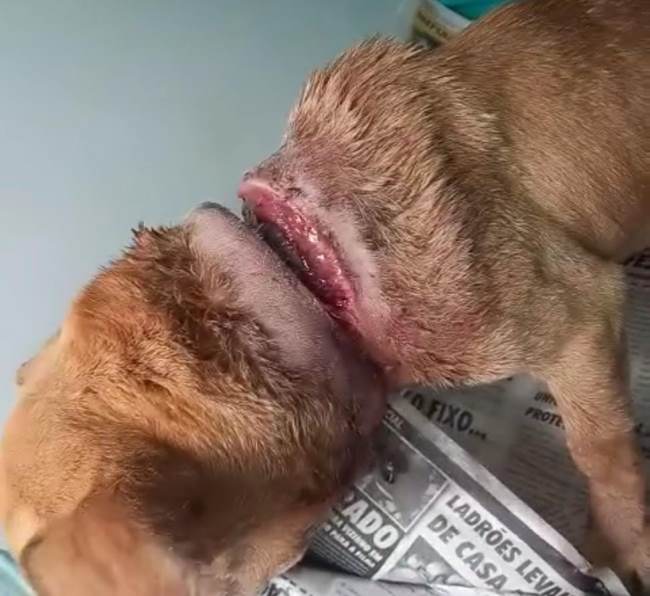PMA de Costa Rica autua em R$ 6 mil tutor e cuidador de cadela resgatada, abandonada com uma corda que quase decepou seu pescoço