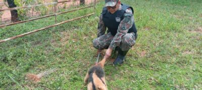 PMA de Jardim captura tamanduá-mirim preso entre para-lama e suspensão de veículo
