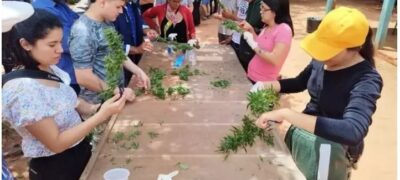 Comunidade paraguaia faz colheita inédita de maconha para uso medicinal