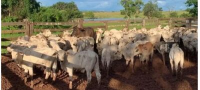 Avaliados em R$ 300 mil, bois roubados de fazenda são localizados em Goiás