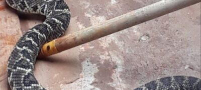 Morador se surpreende com cascavel entrando em casa, no Jardim do Éden em Paraíso das Águas