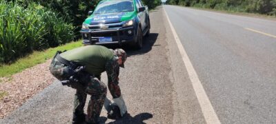 Polícia Militar Ambiental de Miranda captura jiboia de dois metros em residência na cidade e jabuti atravessando a BR 262.