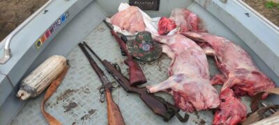 PMA de Porto Murtinho, Campo Grande, Bela Vista e Jardim prendem e autuam em R$ 12 mil dois caçadores e apreendem dois queixadas, um jacaré, três rifles