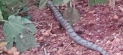 Polícia Militar Ambiental de Jardim captura jiboia em frente a uma residência e a solta em seu habitat