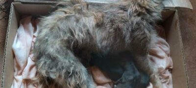 PMA de Batayporã autua mulher de 28 anos em R$ 2,5 mil por maus-tratos a três filhotes de cachorros