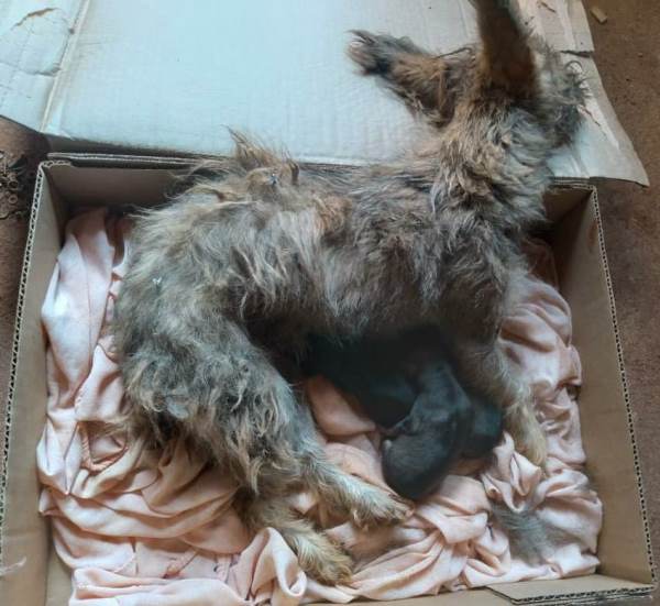 PMA de Batayporã autua mulher de 28 anos em R$ 2,5 mil por maus-tratos a três filhotes de cachorros